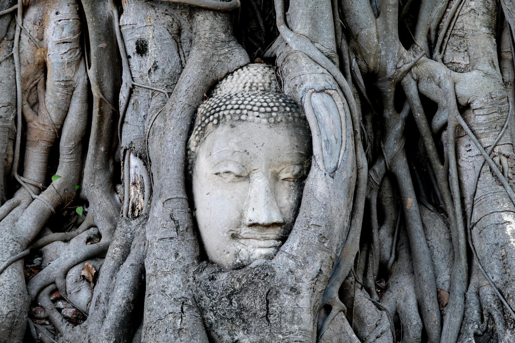 Buddha head in tree roots at Wat Mahathat