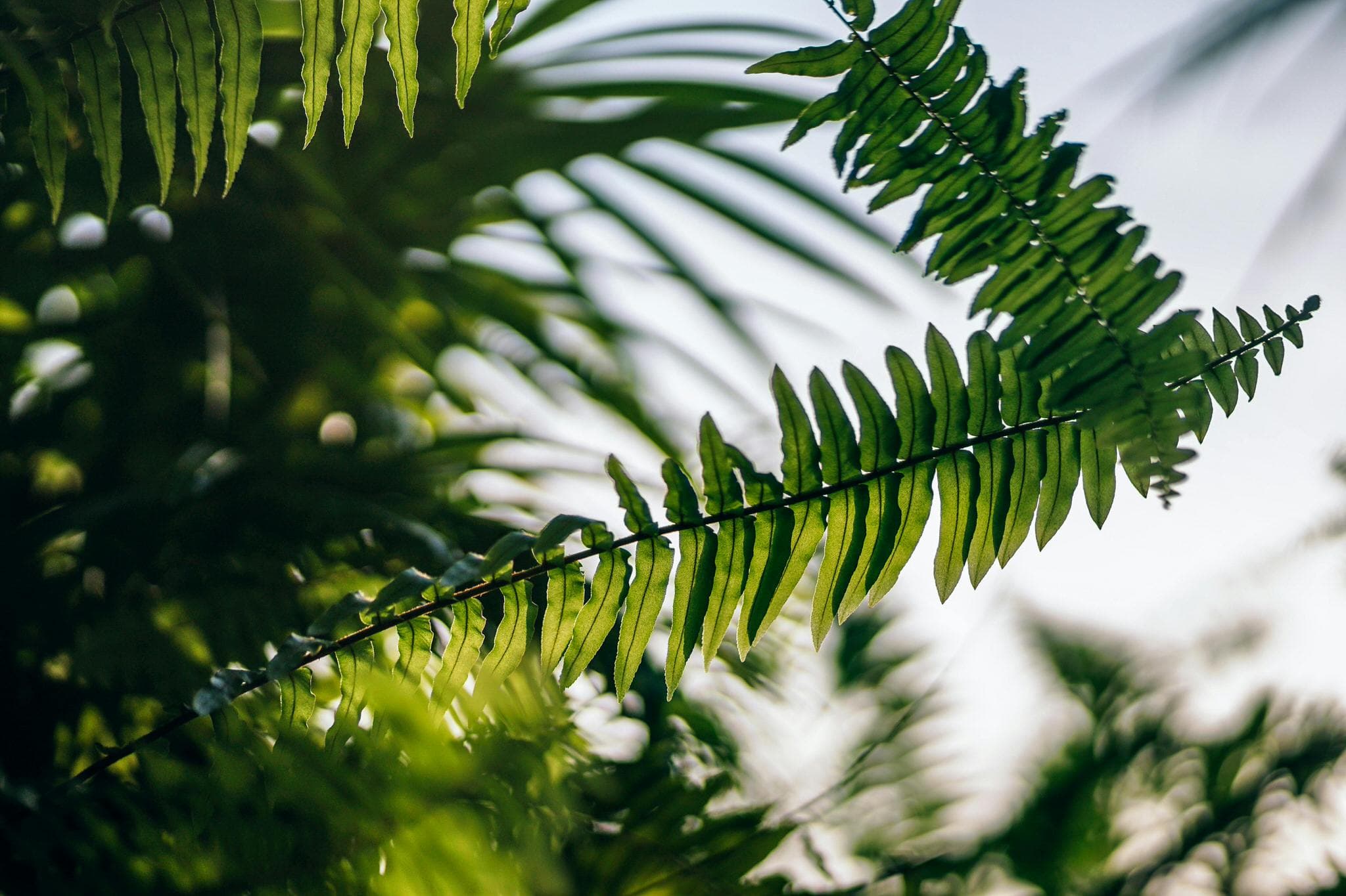 Lush greenery at Bang Kachao with bike trails