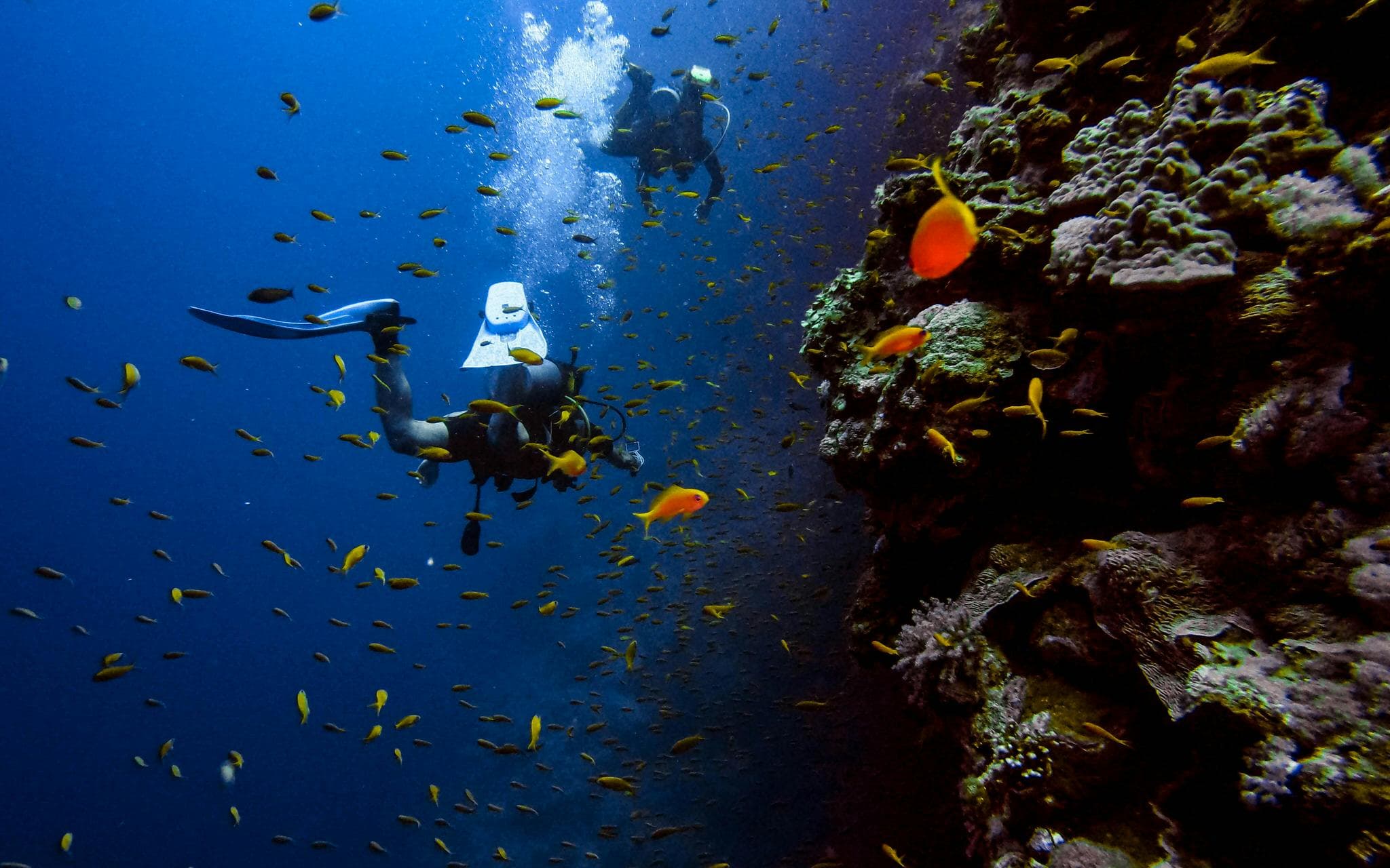 Scuba diving in Koh Tao