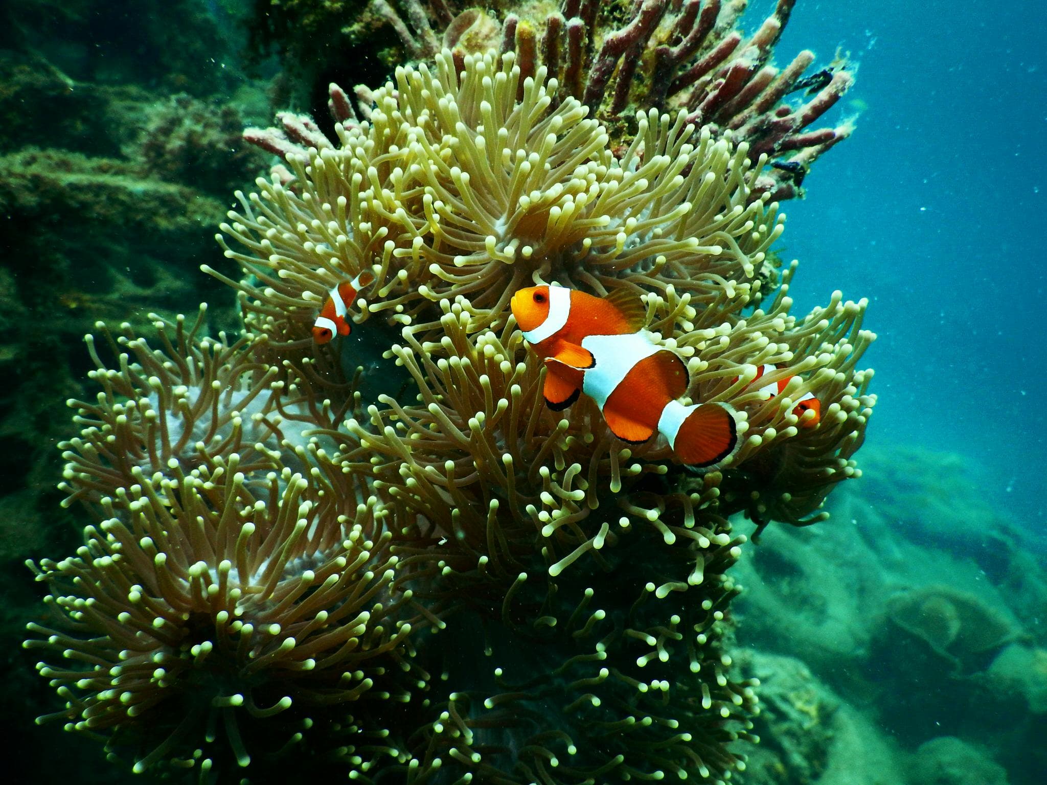 Snorkeling in crystal clear waters near Phuket