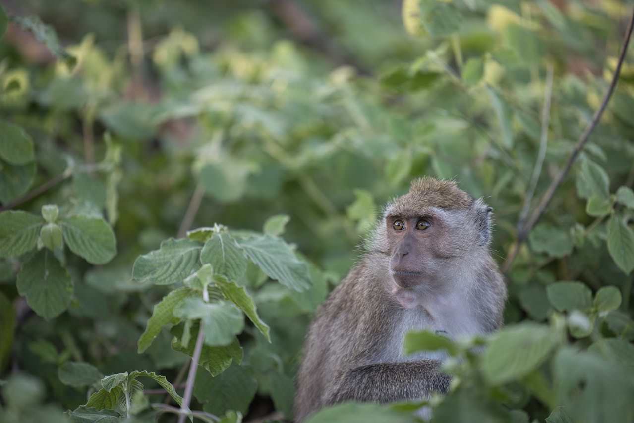 A monkey sitting amidst lush greenery at Wat Khao Takiab, also known as Monkey Mountain in Hua Hin.